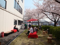 満開の桜が会員を迎える同社芝生広場では「お花見バーベキュー」