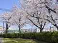 会場前の芝生広場には立派な桜の木が並ぶ