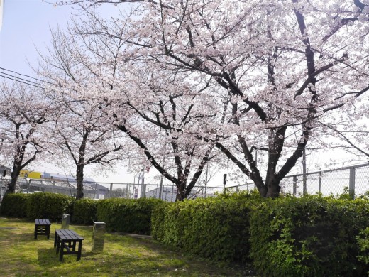 会場正面玄関横には桜を鑑賞できる芝生広場