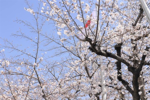 会場前の綺麗な桜の木が来場会員を迎えた（３月２９日決算感謝ｄａｙパート２にて）