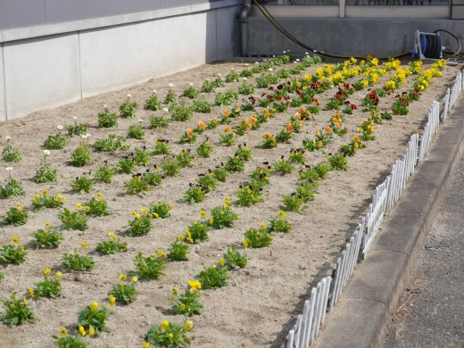 会場前の花壇にはスタッフが心を込めて丁寧にお花を植えた