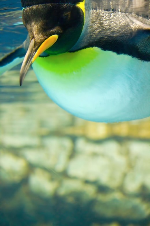 潜水するコウテイペンギンにの意思決定にはほとんど誤りがない