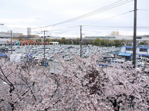 満開の桜が大記念ＡＡに花を添えた