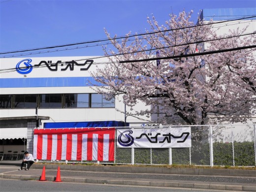 ベイオーク玄関前の桜並木は会員を和ませる存在