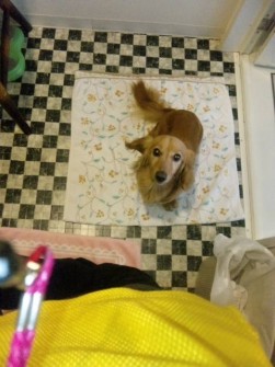 愛犬の”くるみちゃん”といる時が一番癒される時間