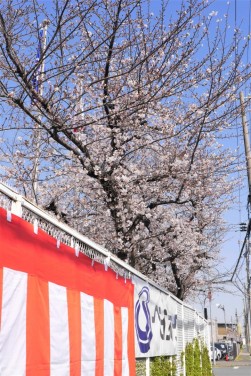 会場前の綺麗な桜の木が来場会員を迎えた（３月２９日決算感謝ｄａｙパート２にて）