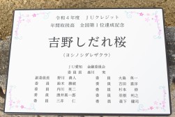 今年は「吉野しだれ桜」の苗木を植樹