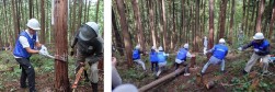 間伐・除伐の様子