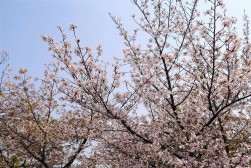 満開の桜が来場会員を迎えた