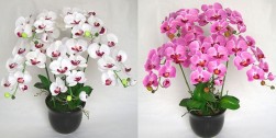 小鉢に植えられた蘭（イメージ）