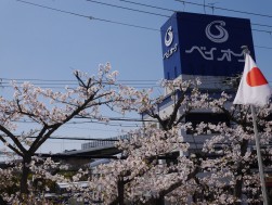 会場入り口には桜が咲き誇る