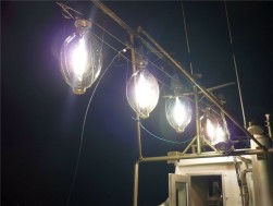 釣り船の光にイカが集まる