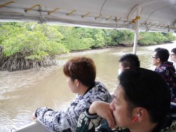 仲間川（西表島）ではマングローブクルーズ