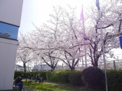 ベイオーク玄関前の桜並木は会員を和ませる存在
