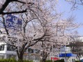 満開の桜が綺麗だった