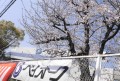 会場前の綺麗な桜の木が来場会員を迎えた（３月２９日決算感謝ｄａｙパート２にて）