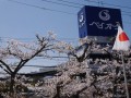 会場入り口には桜が咲き誇る