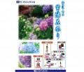 ＵＳＳ九州が６月１４日に開催する「紫陽花祭りＡＡ」の告知