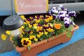 女性客に向け車の前に花壇を