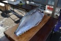 マグロ解体ショーは大盛況