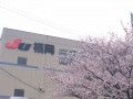 満開の桜の下で開催