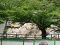 地震被害により熊本城内は立ち入り禁止