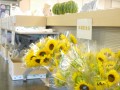 来場会員には毎年恒例の向日葵をプレゼントした