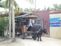 竹富島では水牛車での散策を楽しんだ