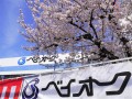 満開の桜が来場会員を迎えた